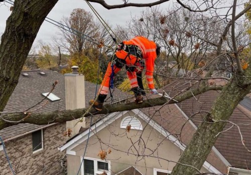 Trimming Trees Near Roof: Essential Tips for Roof Repair and Maintenance